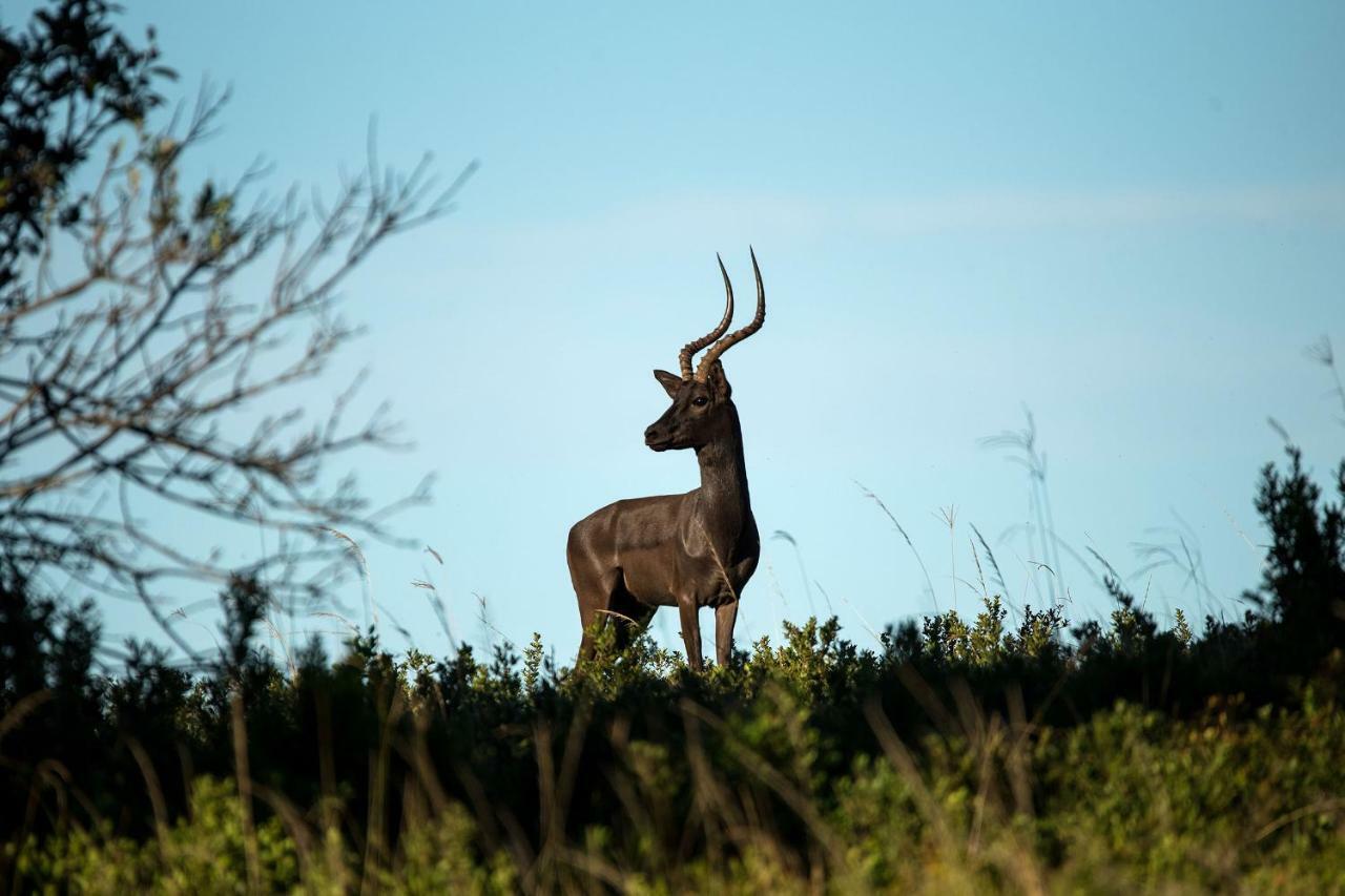 Oceana Beach And Wildlife Reserve Port Alfred Exterior foto